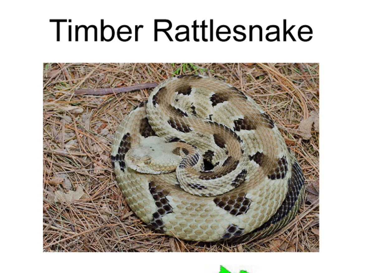 Rattlesnake